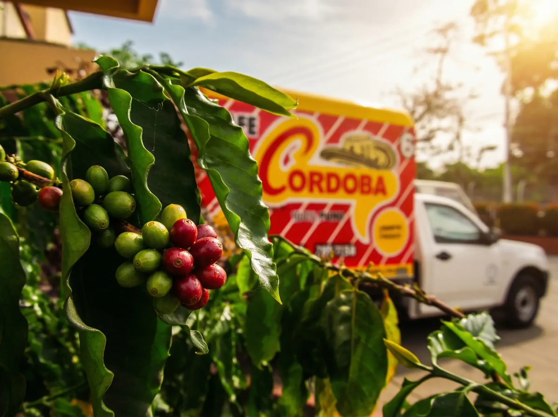 Distribución directa Café Córdoba